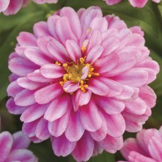 Zahara Raspberry Ripple Zinnia Thumbnail